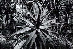 Vintage Garden - Off-Print # 2 - Roma 1980 - Minimalist Black & White Photography