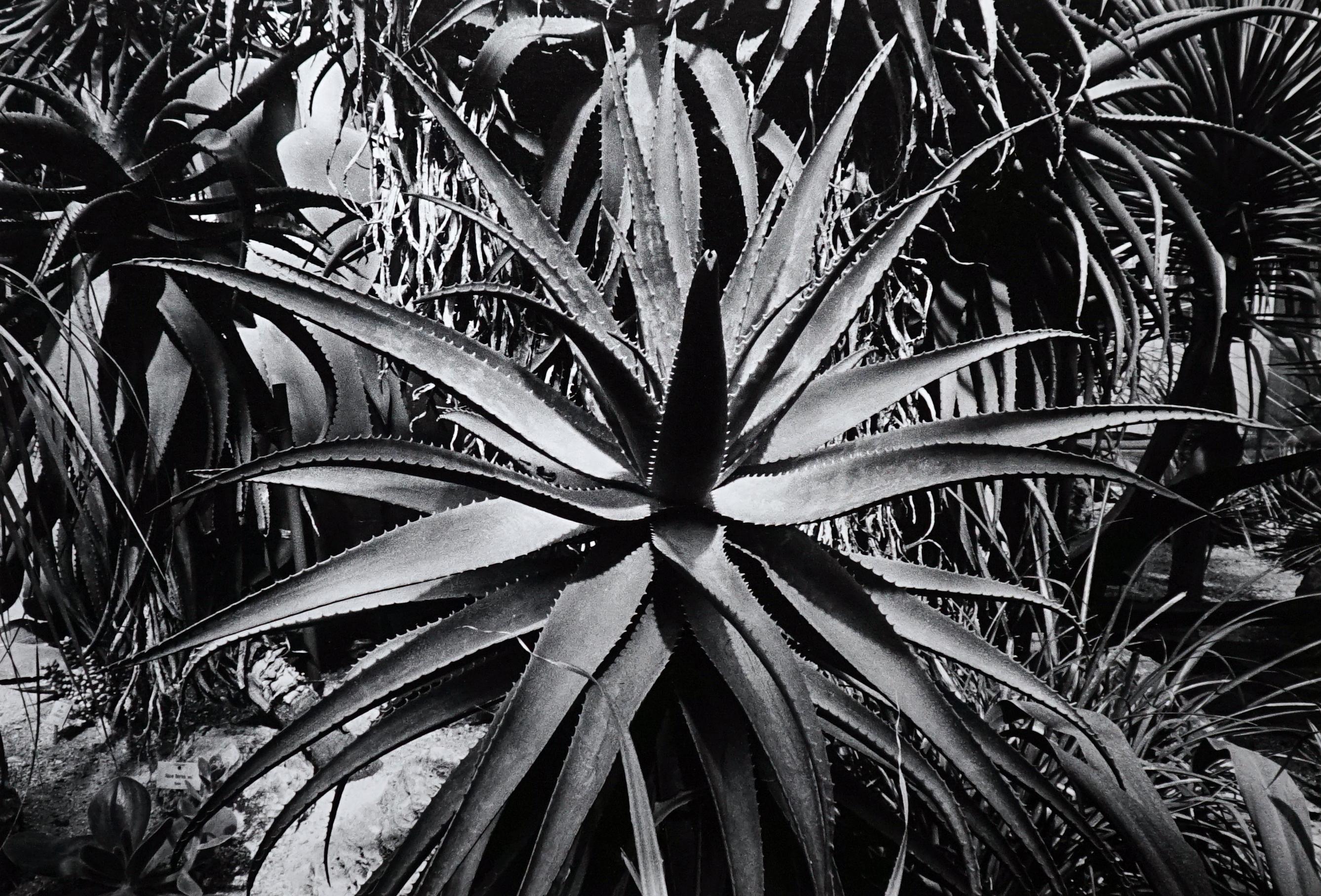 Jörg Krichbaum Black and White Photograph - Garden - Off-Print # 2 - Roma 1980 - Minimalist Black & White Photography