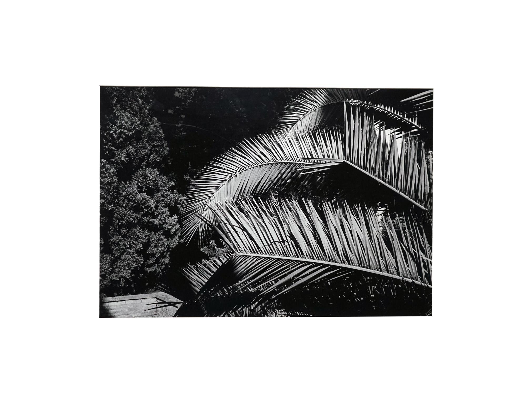 Jardin - Off-White # 3 - Roma 1983 - Photographie minimaliste en noir et blanc en vente 3