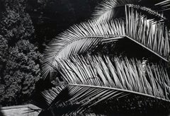 Jardín - Separata nº 3 - Roma 1983 - Fotografía minimalista en blanco y negro