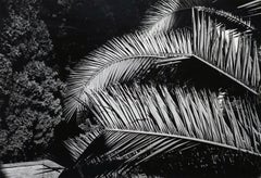 Garden - Off-Print # 3 - Roma 1983 - Minimalist Black & White Photography