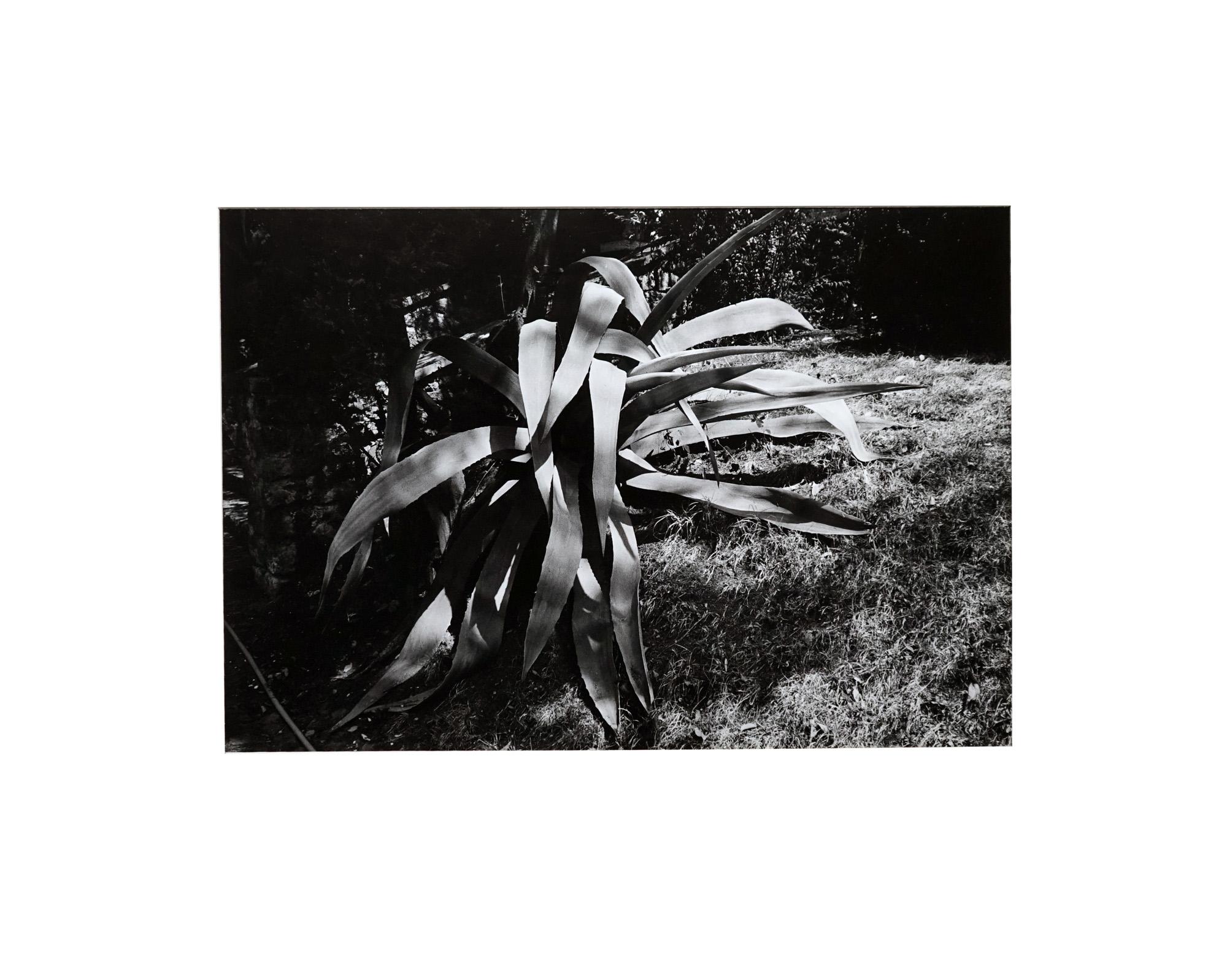 Gardens (2) - Coffret Prestige # 9 , 1979 - Minimalist Black & White Photography For Sale 10