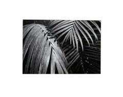 Gardens (2) - Coffret Prestige # 9 , 1979 - Minimalist Black & White Photography