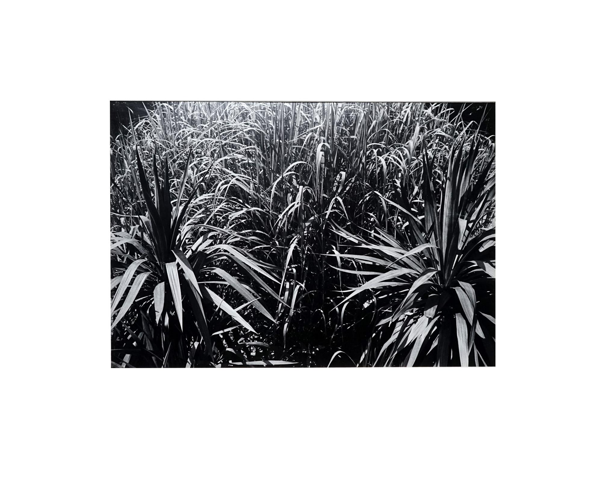Gardens (2) - Coffret Prestige # 9 , 1979 - Minimalist Black & White Photography For Sale 4