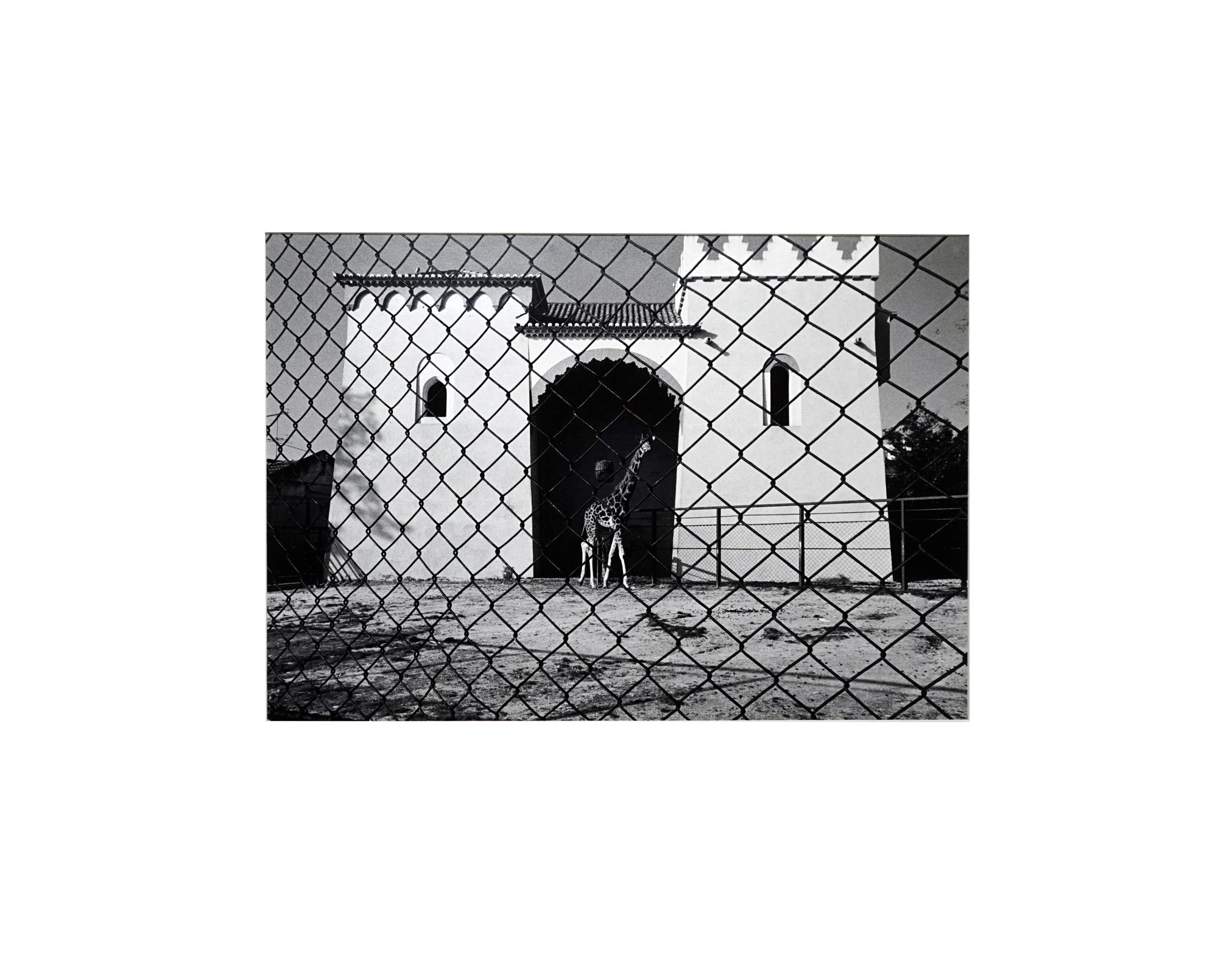 Parc Zoologique - Coffret Prestige # 3 - 1980, Minimalist Black and White Photog en vente 8