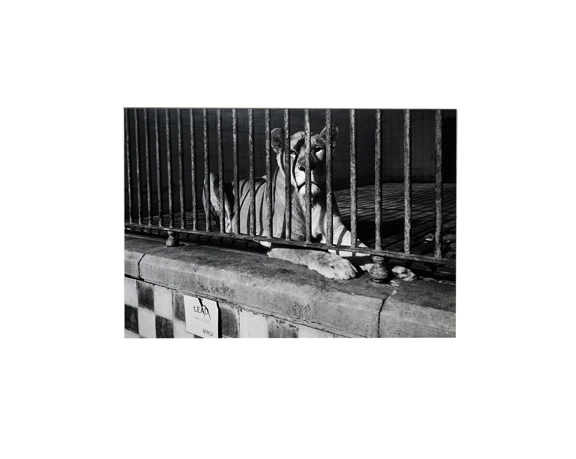 Parc Zoologique - Coffret Prestige # 3 - 1980, Minimalist Black and White Photog For Sale 12