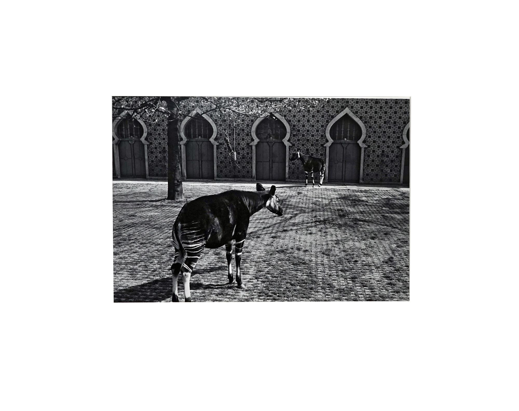 Parc Zoologique - Coffret Prestige # 3 - 1980, Minimalist Black and White Photog - Photograph de Jörg Krichbaum