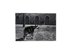Parc Zoologique - Coffret Prestige # 3 - 1980, Minimalist Black and White Photog