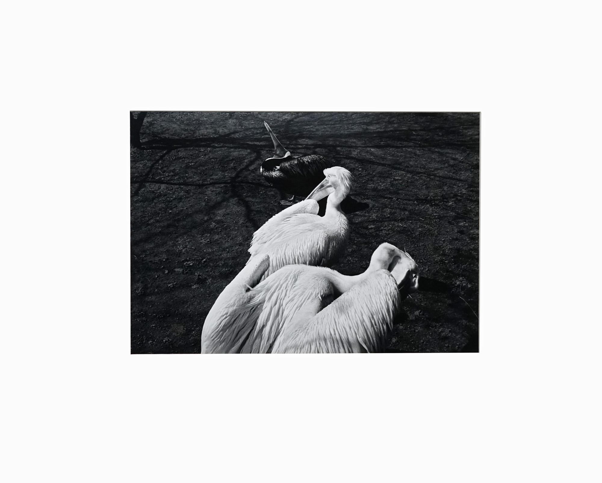 Parc Zoologique - Coffret Prestige # 3 - 1980, Minimalist Black and White Photog For Sale 1