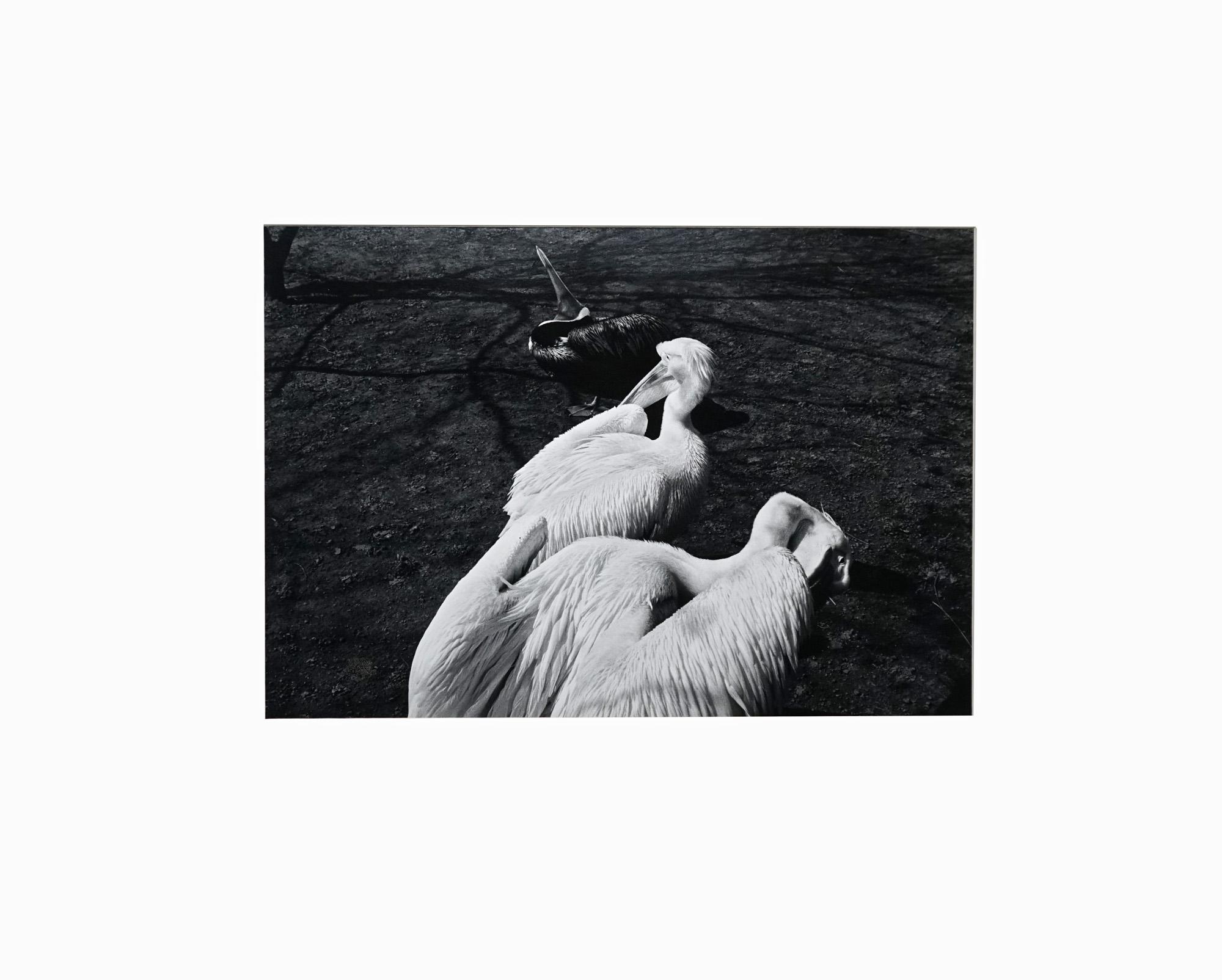 Parc Zoologique - Coffret Prestige # 3 - 1980, Foto minimalista in bianco e nero - Abstract Photograph Nero di Jörg Krichbaum
