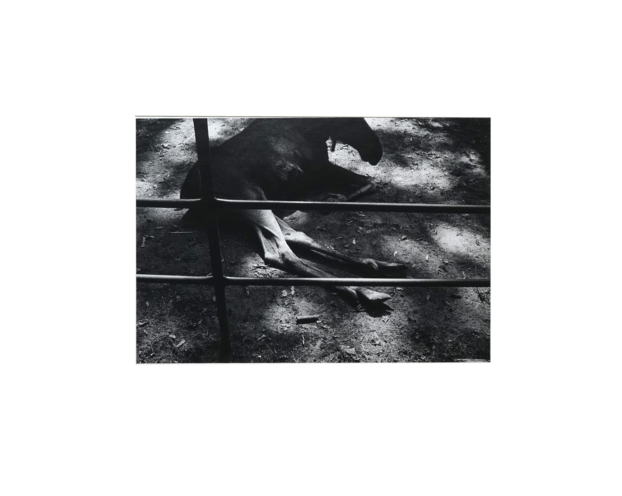 Parc Zoologique - Coffret Prestige # 3 - 1980, Minimalist Black and White Photog en vente 1