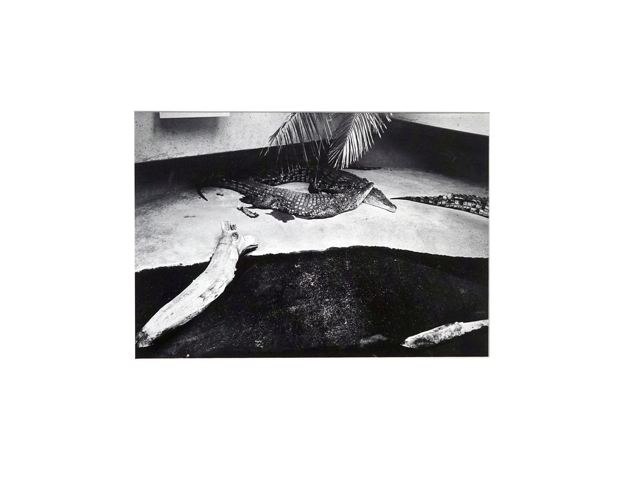 Parc Zoologique - Coffret Prestige # 3 - 1980, Foto minimalista in bianco e nero in vendita 3