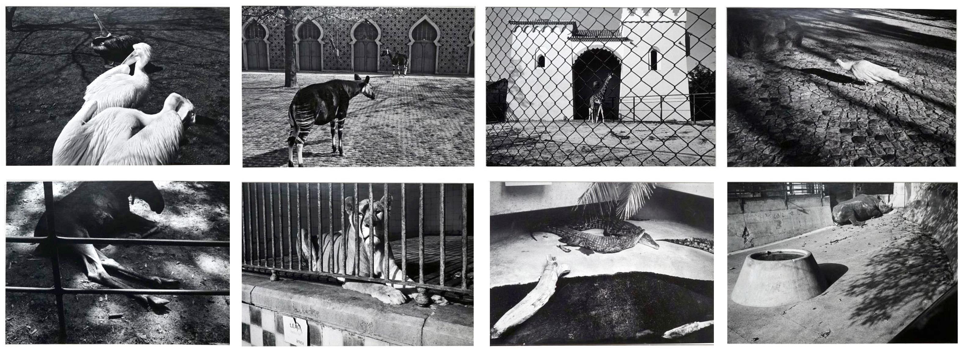 Abstract Photograph Jörg Krichbaum - Parc Zoologique - Coffret Prestige # 3 - 1980, Minimalist Black and White Photog