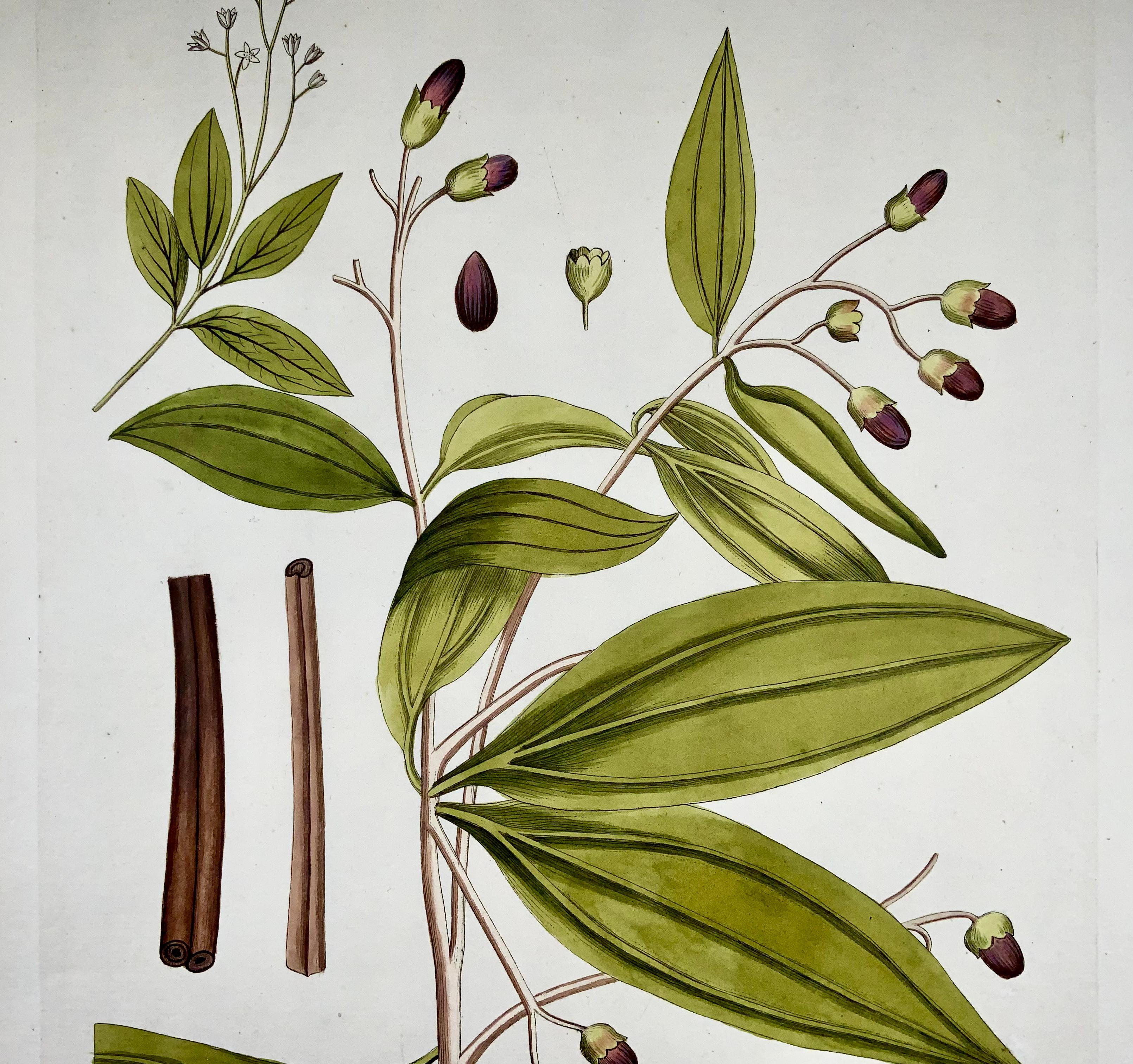 Jos. Jac. Französischer Zimtbaum (1737-1807), großer, handgefärbter Folianten, Botanik (Barock) im Angebot