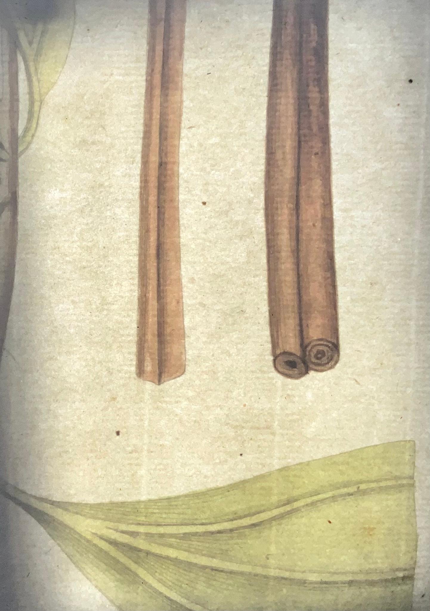 Jos. Jac. Französischer Zimtbaum (1737-1807), großer, handgefärbter Folianten, Botanik (Deutsch) im Angebot