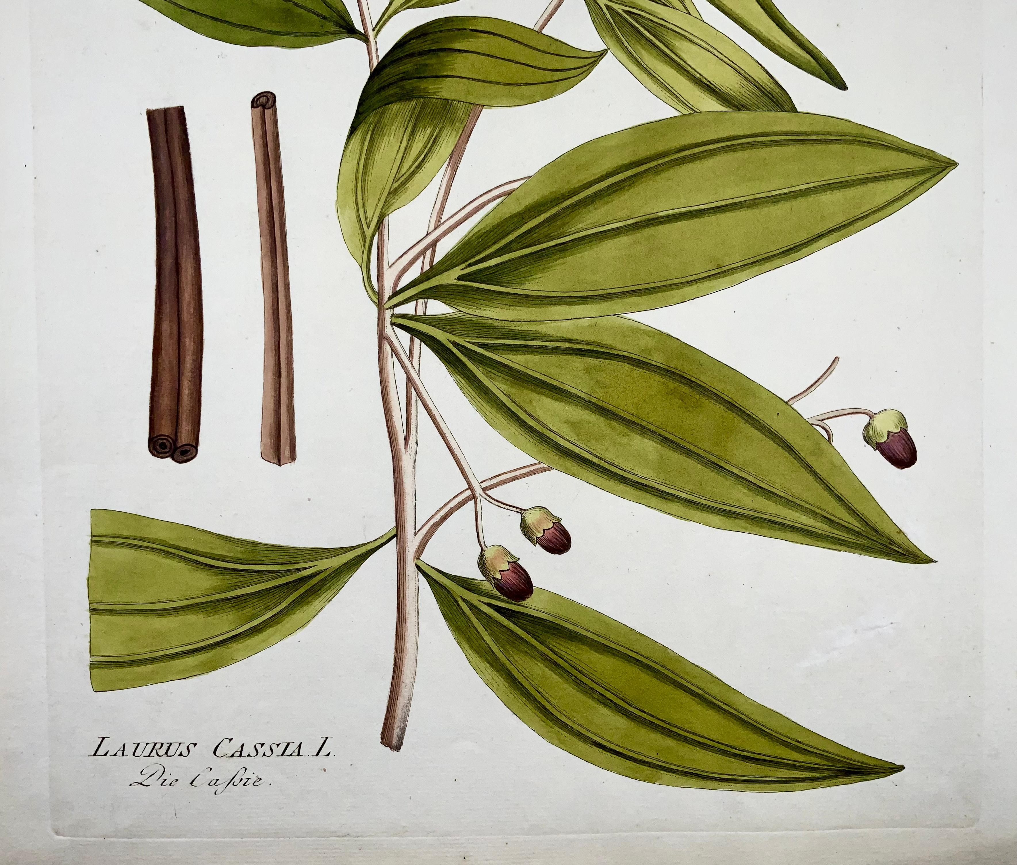 Jos. Jac. Französischer Zimtbaum (1737-1807), großer, handgefärbter Folianten, Botanik (Radiert) im Angebot