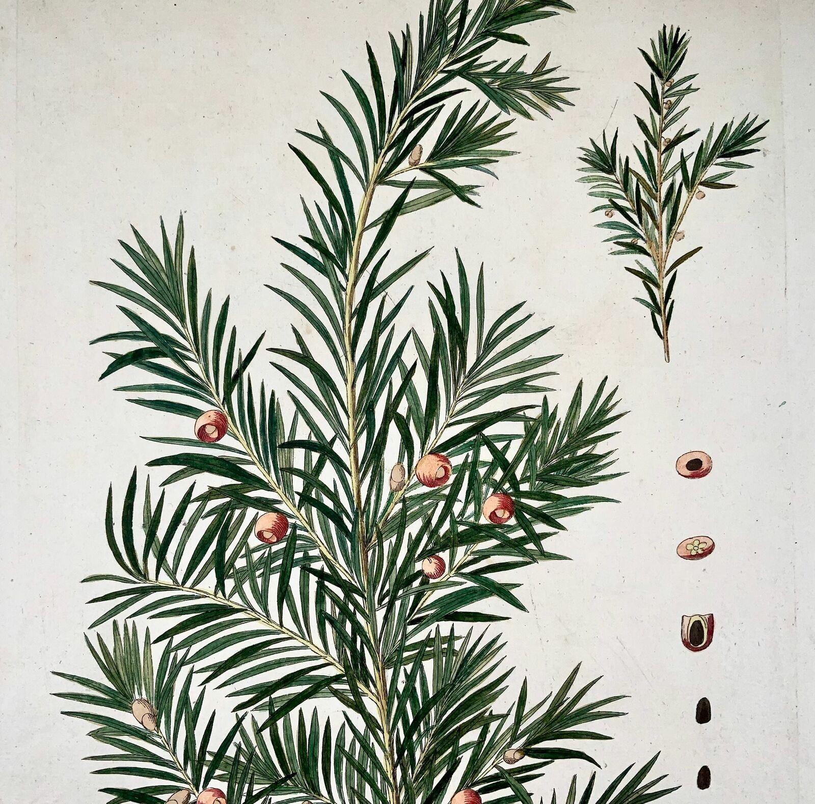 Jos. Jac. Plenck '1737-1807', Eibenbaum, großer Folio, handkoloriert, Botany (Barock) im Angebot