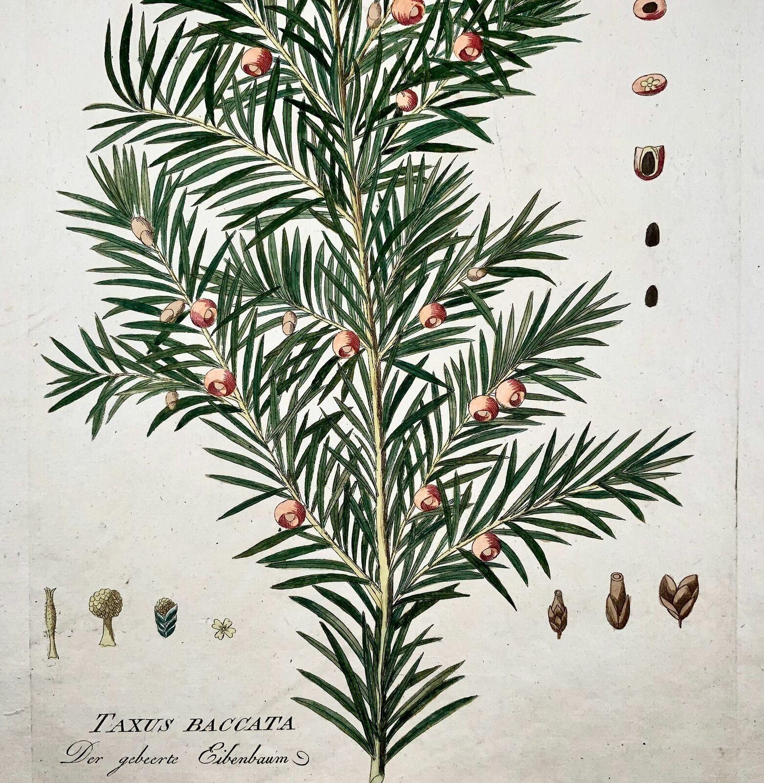 German Jos. Jac. Plenck '1737-1807', Yew Tree, Large Folio Hand Colored, Botany For Sale