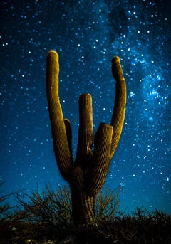 SER*ES CACHI II, von Jose Pereyra Lucena, Landschaftsfotografie (Kaktus), 2021