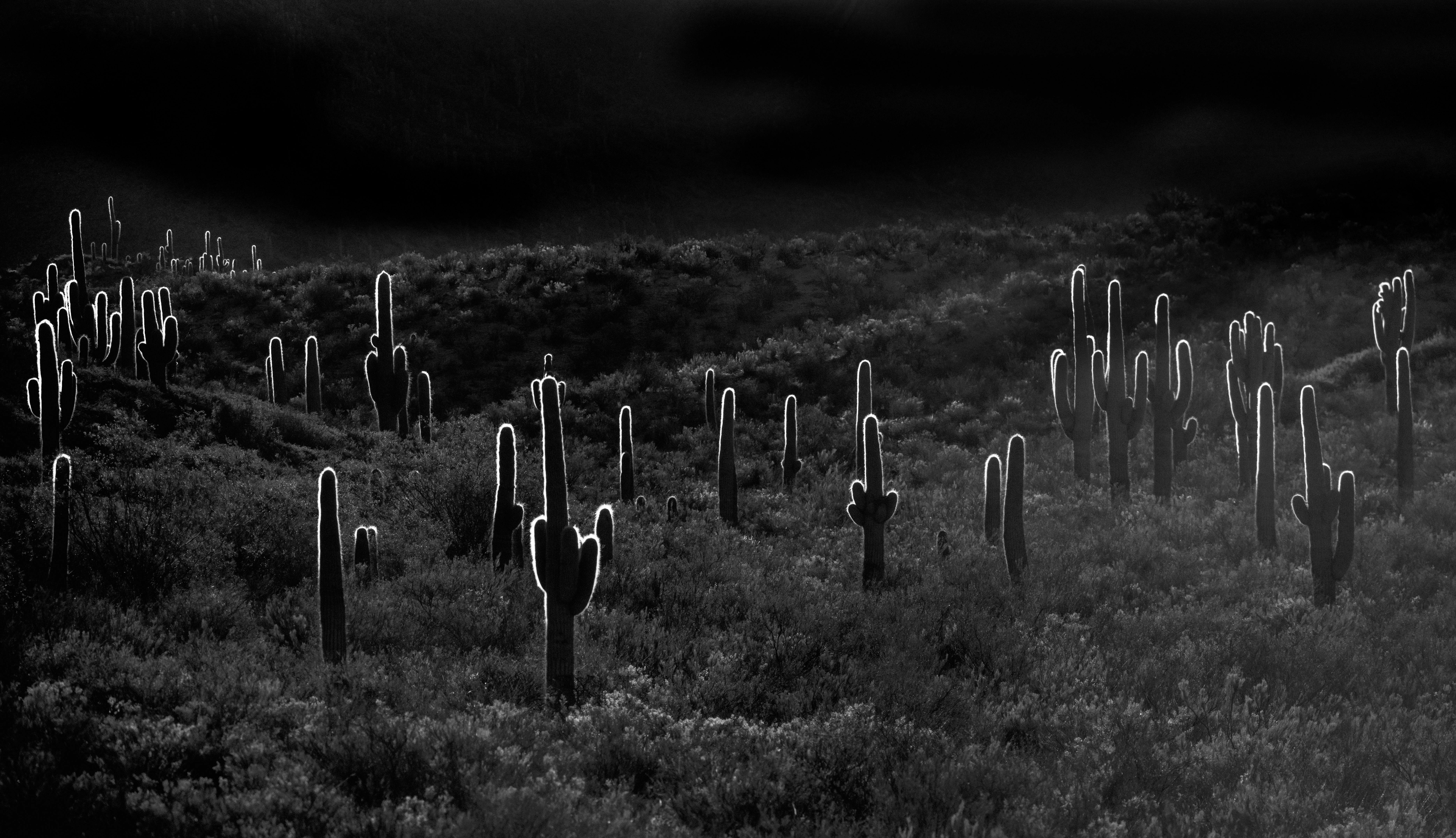 SER*ES en COMUNIDAD by Jose Pereyra Lucena, Landscape Photography (cactus), 2021