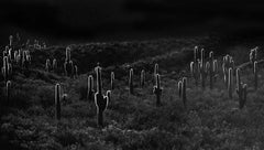 SER*ES en COMUNIDAD de Jose Pereyra Lucena, Photographie de paysage (cactus), 2021