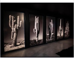 SER*ES IV by Jose Pereyra Lucena, Landscape Photography (cactus), 2021