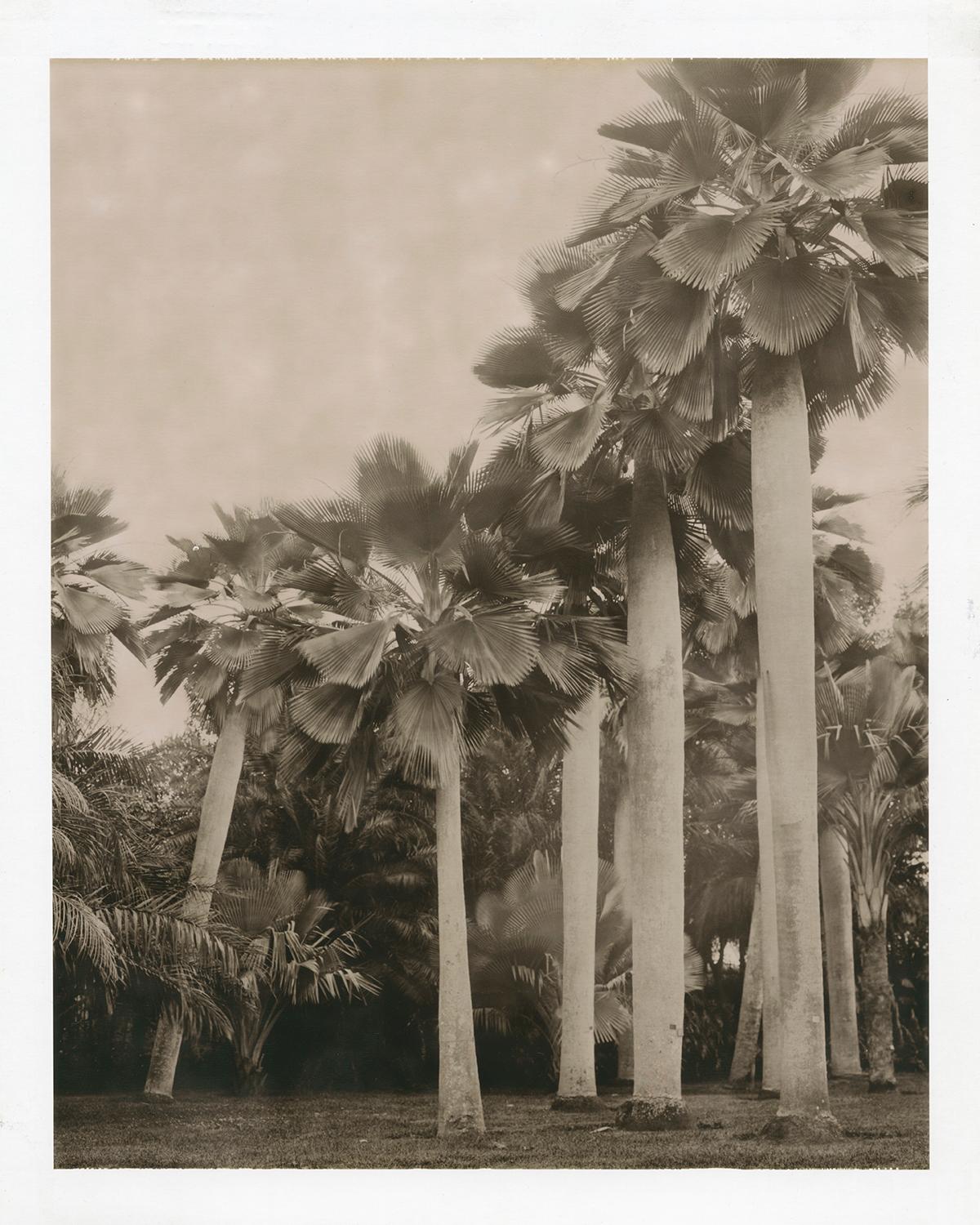 "Bailey Palm", Miami, Florida, 2003 - Photograph by Jose Picayo