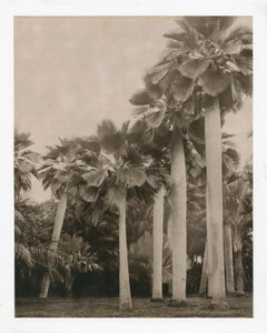 "Bailey Palm", Miami, Florida, 2003
