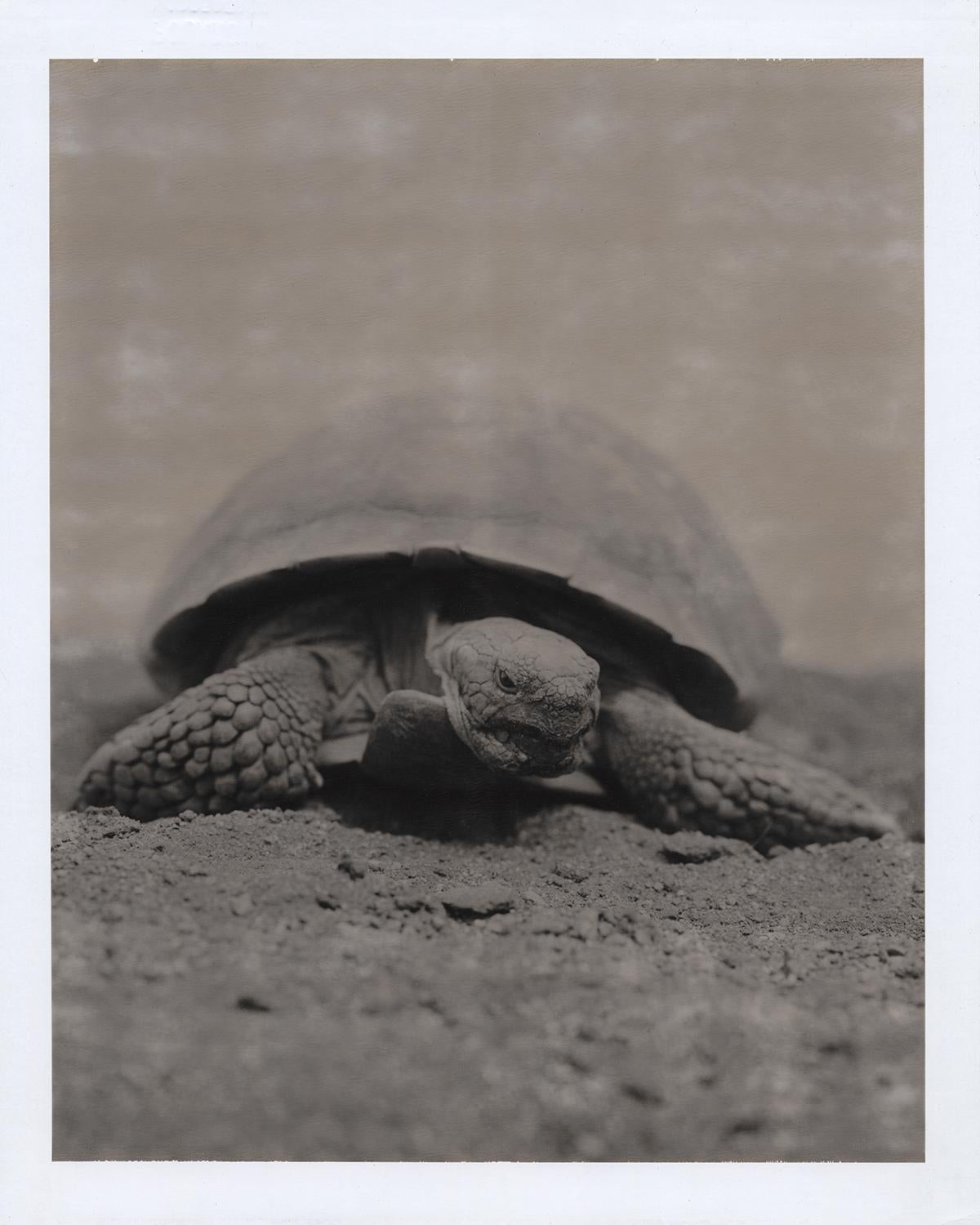 Jose Picayo Figurative Photograph - "Tortoise", Joshua Tree, California, 2005