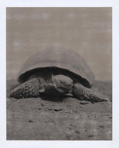 Tortoise, Joshua Tree, Californie, 2005