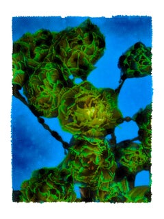 ANDY, Flores, Fotografía, Color, abstracto, naturaleza muerta