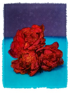 CORALLO, Fiori, Fotografia, Colore, astratto, natura morta