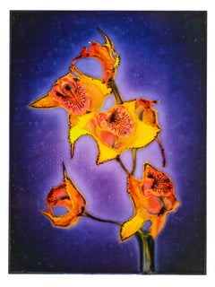 LEIA, Flowers, Photography, Color, abstract, still life