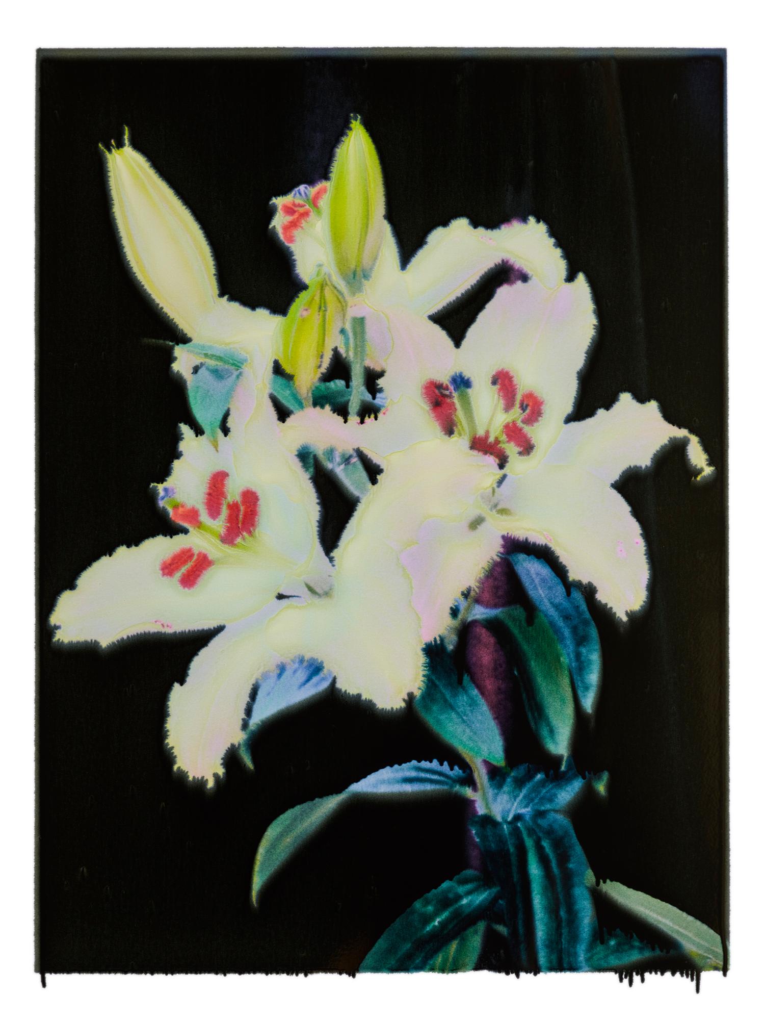 VIKTOR, Flowers, Photography, Color, abstract, still life