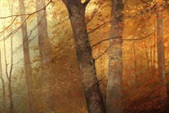 Woodlands, Romantic Oil on Canvas Painting by Josef Kugler