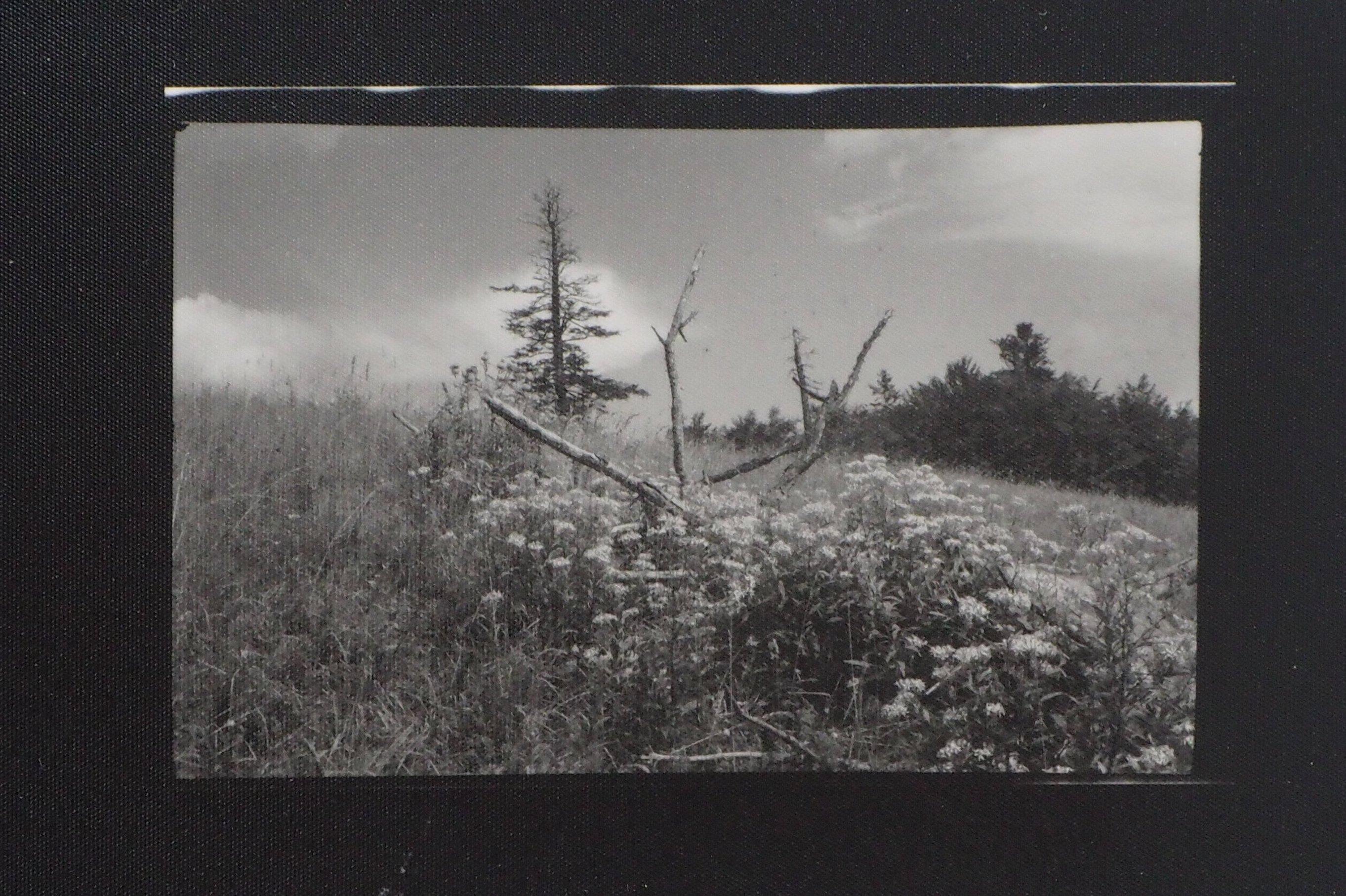 Forest of Mionsi 17 - Original Gelatin Silver Photograph, 1962 - Black Landscape Photograph by Josef Sudek
