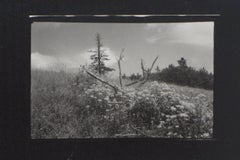 Wald von Mionsi 17 - Original Gelatine-Silber-Fotografie, 1962