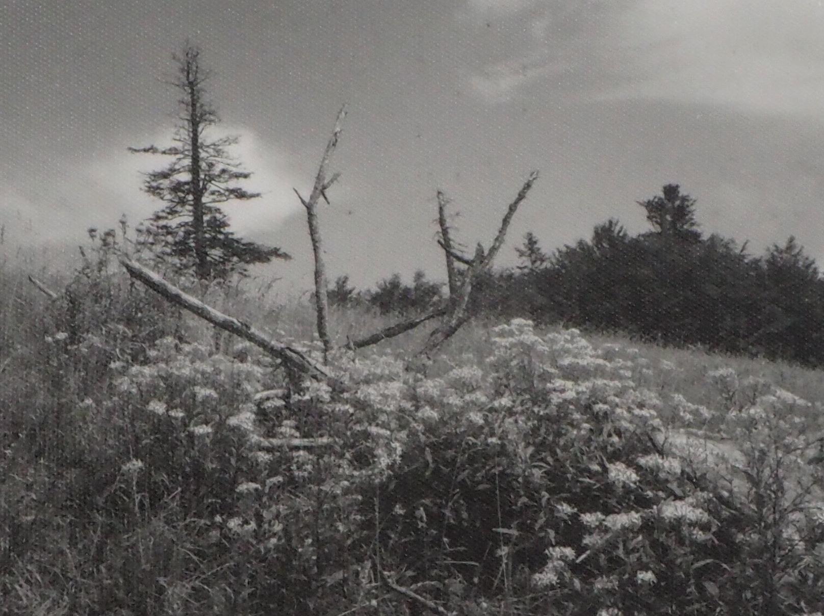 Forest of Mionsi 17 - Original Gelatin Silver Photograph, 1962 For Sale 1