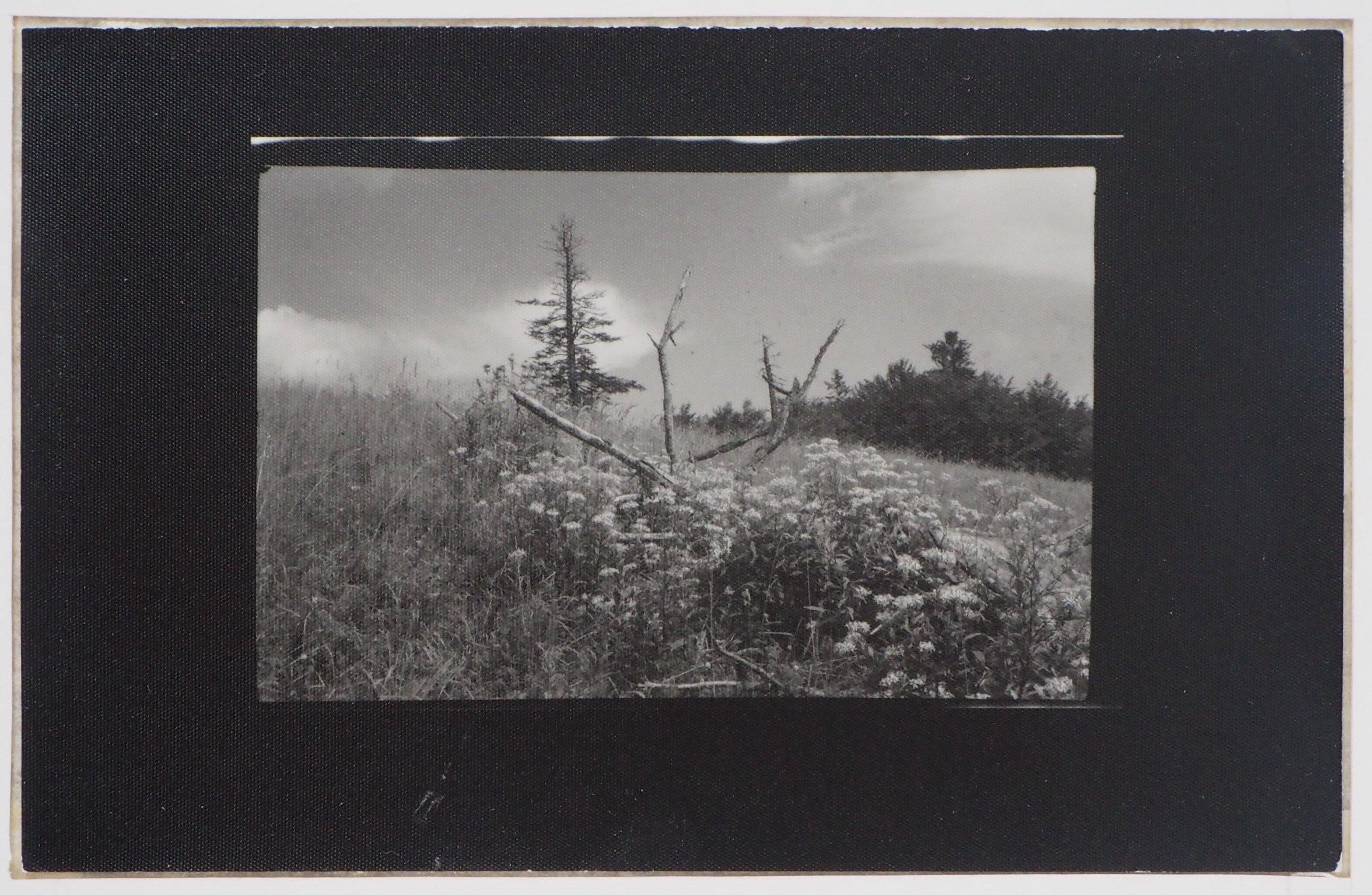 Josef Sudek Landscape Photograph - Forest of Mionsi 17 - Original Gelatin Silver Photograph, 1962