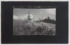 Forest of Mionsi 17 - Original Gelatin Silver Photograph, 1962