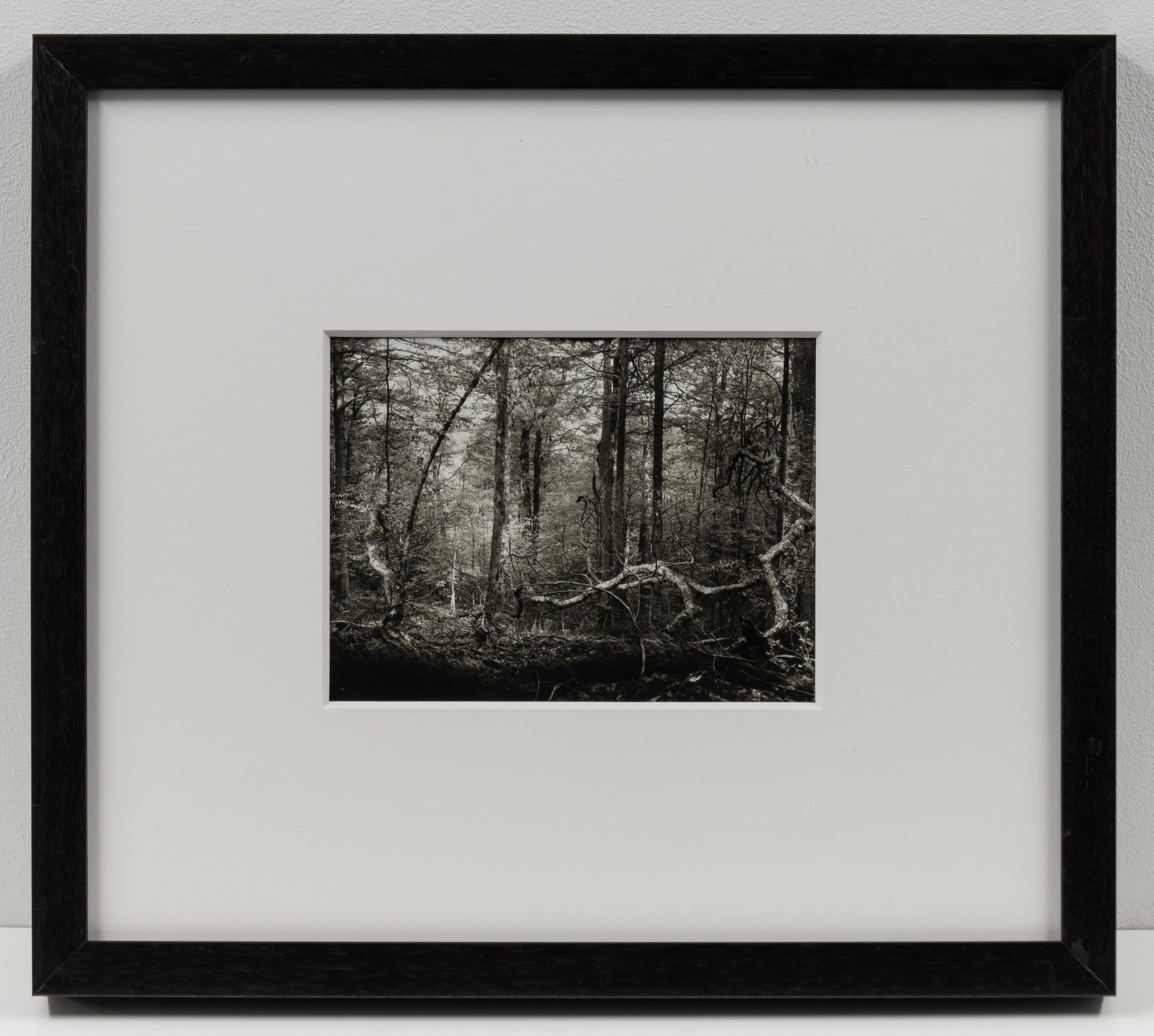 Escena de bosque sin título (Procházka po Mionší), Josef Sudek foto en blanco y negro en venta 2