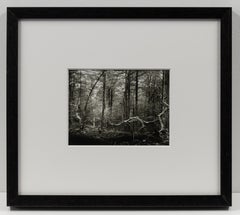 Untitled Forest Scene (Procházka po Mionší), Josef Sudek black and white photo