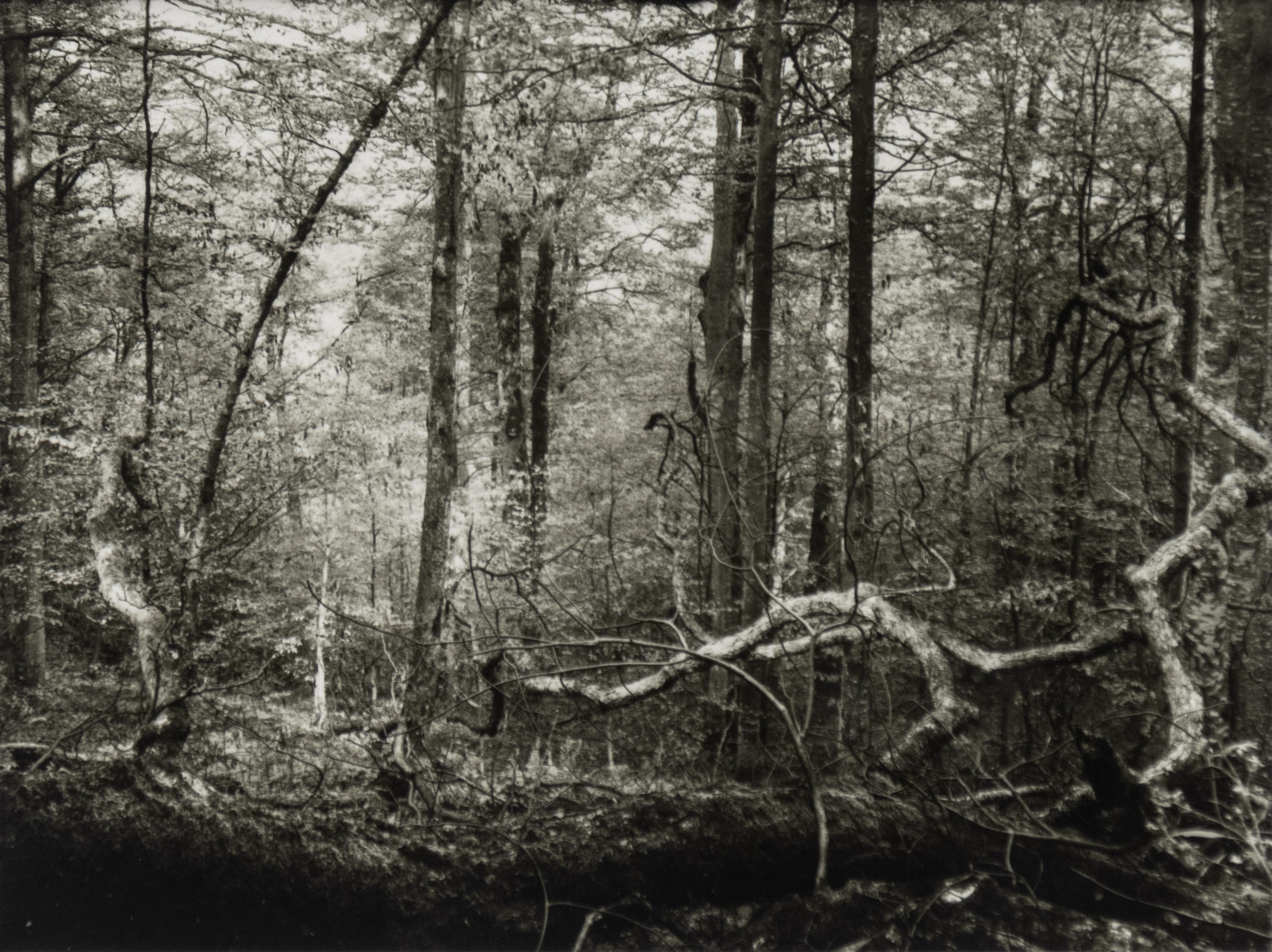 Escena de bosque sin título (Procházka po Mionší), Josef Sudek foto en blanco y negro en venta 1