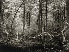 Untitled Forest Scene (Procházka po Mionší), Josef Sudek black and white photo
