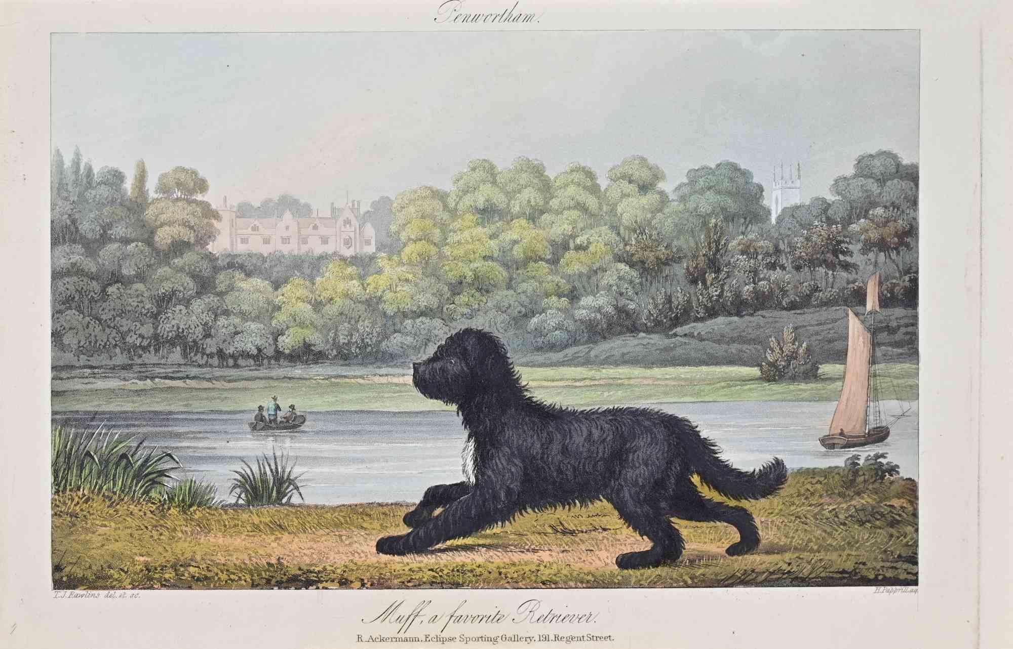 Artistics, a favorite Retriever est une œuvre d'art, réalisée par l'artiste Joseph Banks en 1837.

Gravure en couleurs, titrée et signée dans la planche.

Belle gravure avec une mise en couleur contemporaine. Édition de Rudolph Ackermann , Eclipse