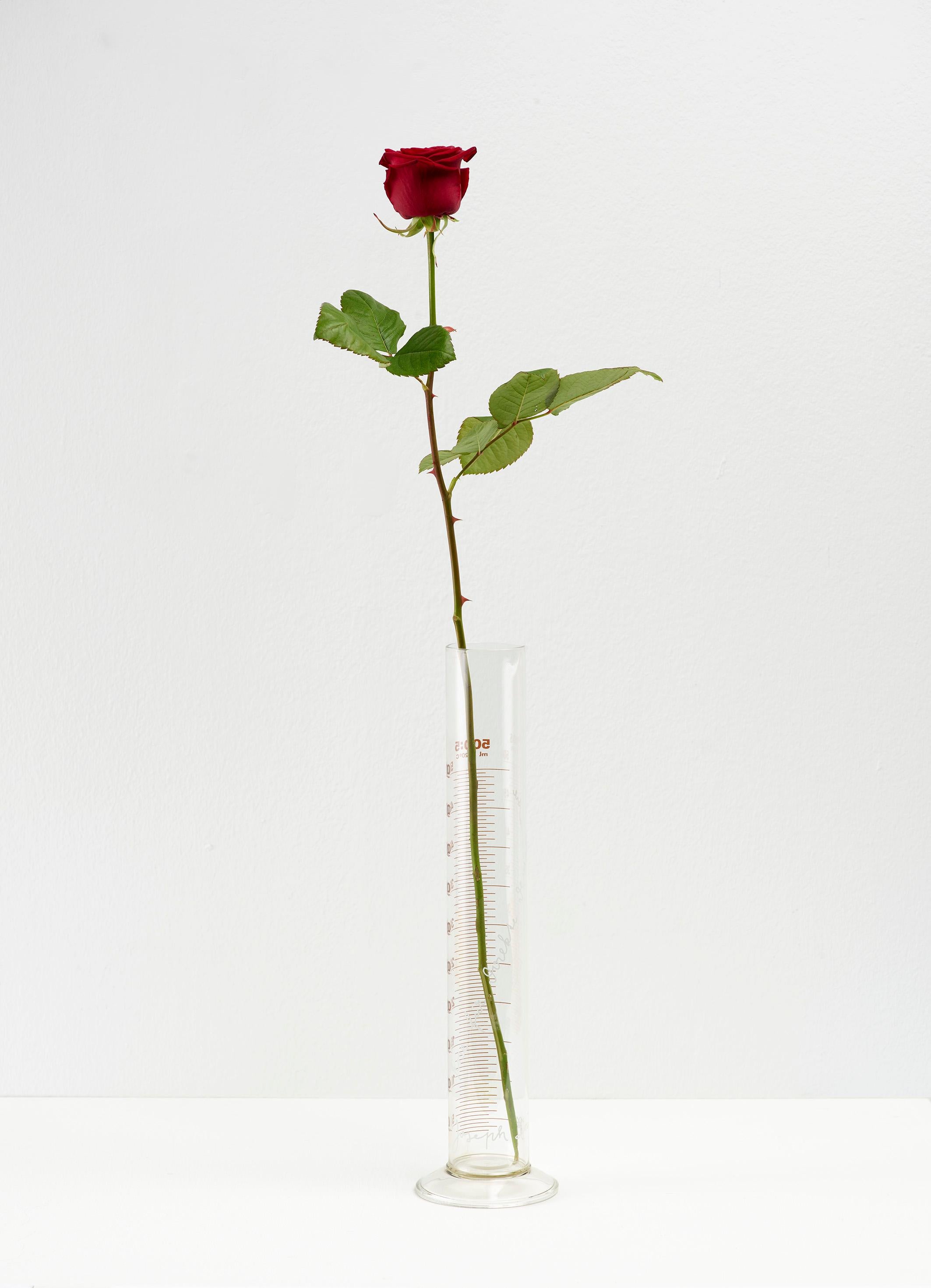 joseph beuys rose