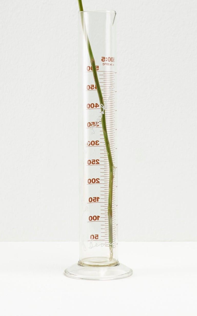 Eine Rose fur direkte Demokratie, concettuale, Vetro, Politica - Sculpture Concettualismo di Joseph Beuys