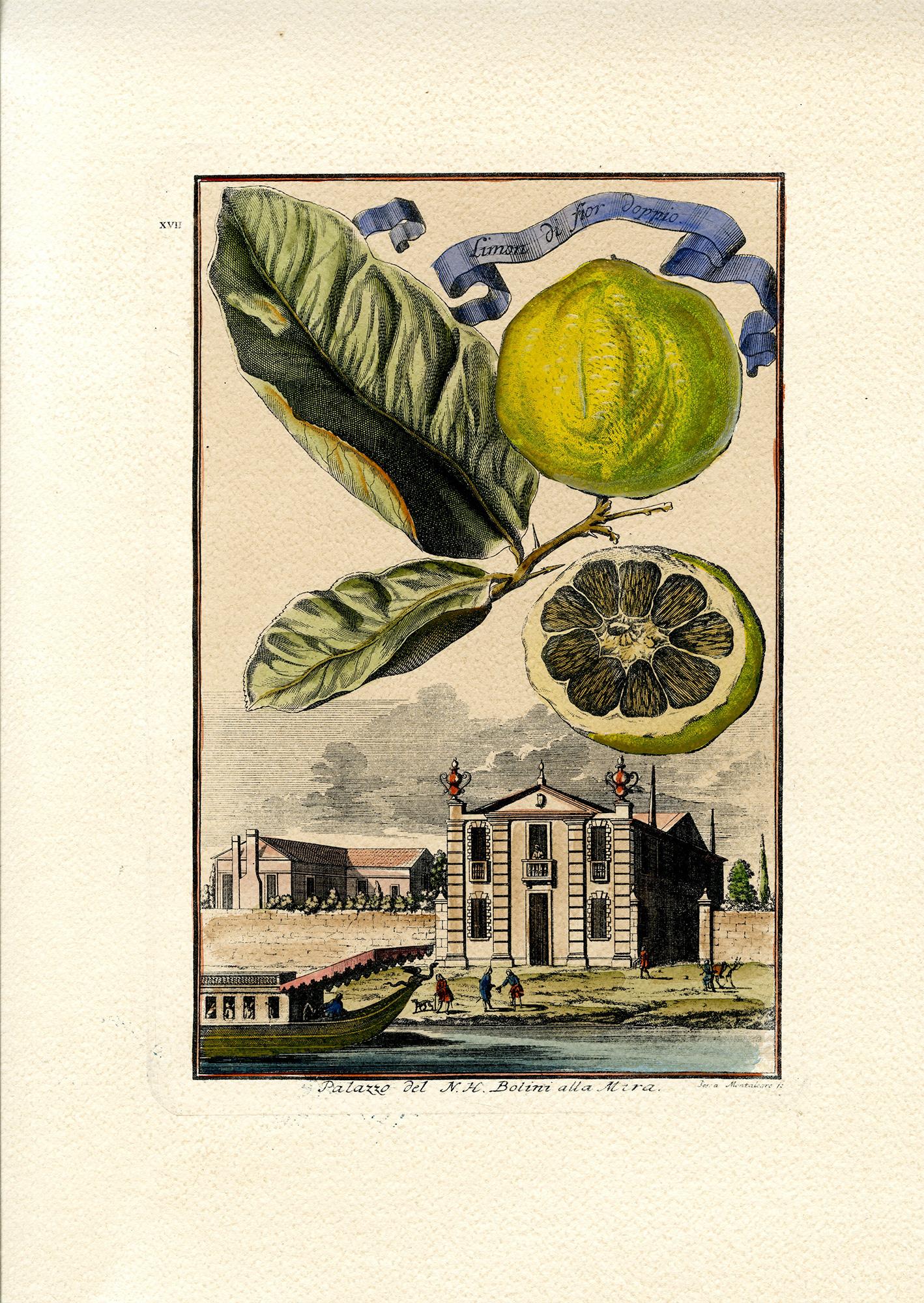 Aranzo Gigante Verrucoso & Limon di Fior Doppio, 4 stampe - Print di Joseph de Montalegre