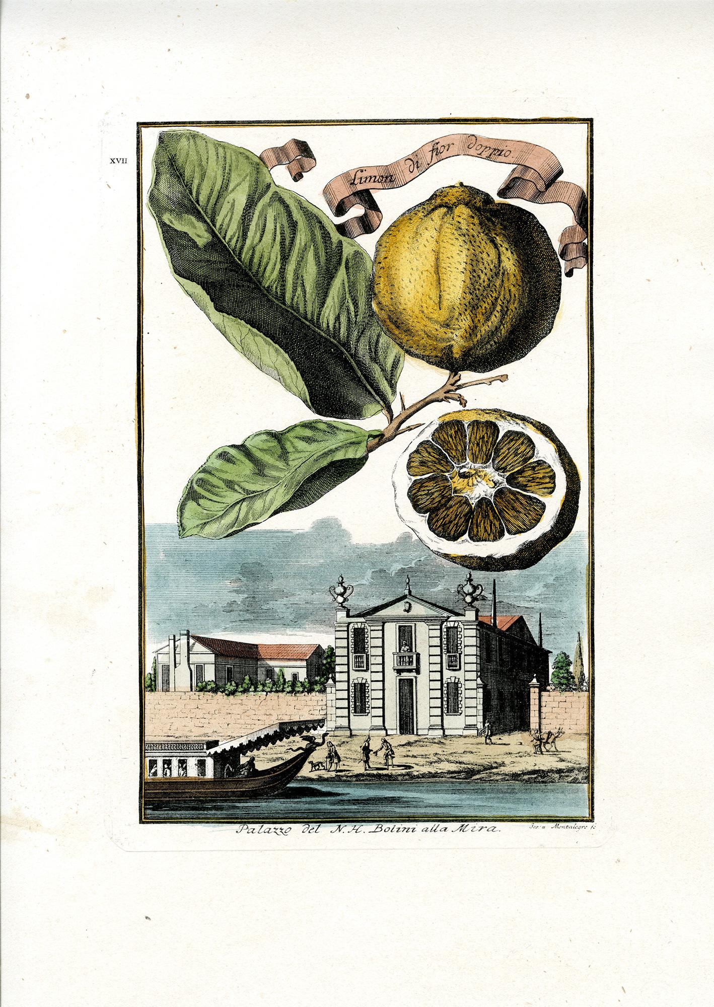 aranzo prezzo