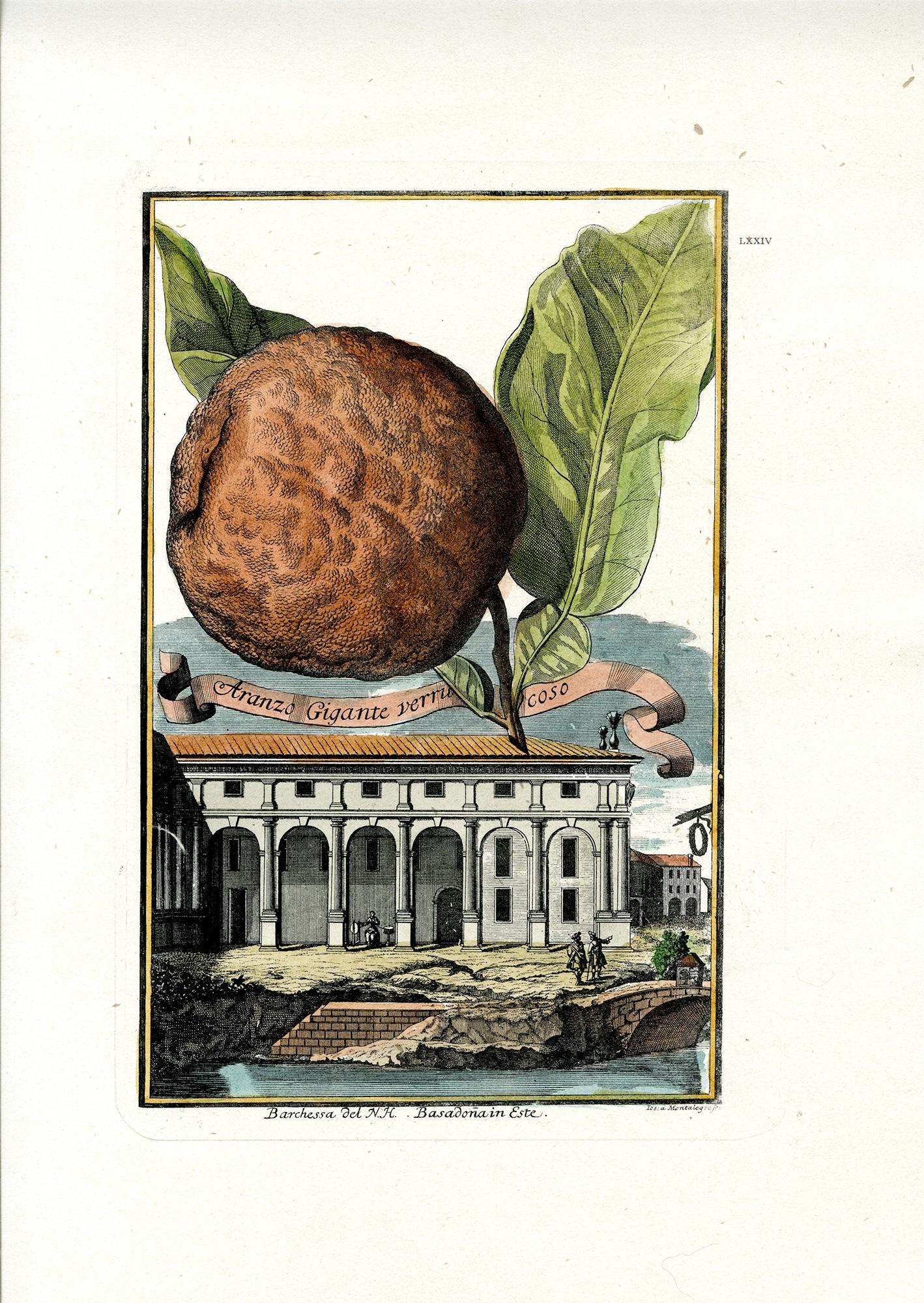 Aranzo Gigante Verrucoso & Limon di Fior Doppio, 4 stampe - Print Scuola francese di Joseph de Montalegre